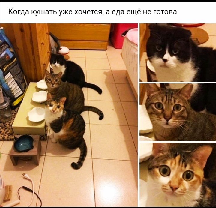 Когда кушать уже хочется а еда ещё не готова