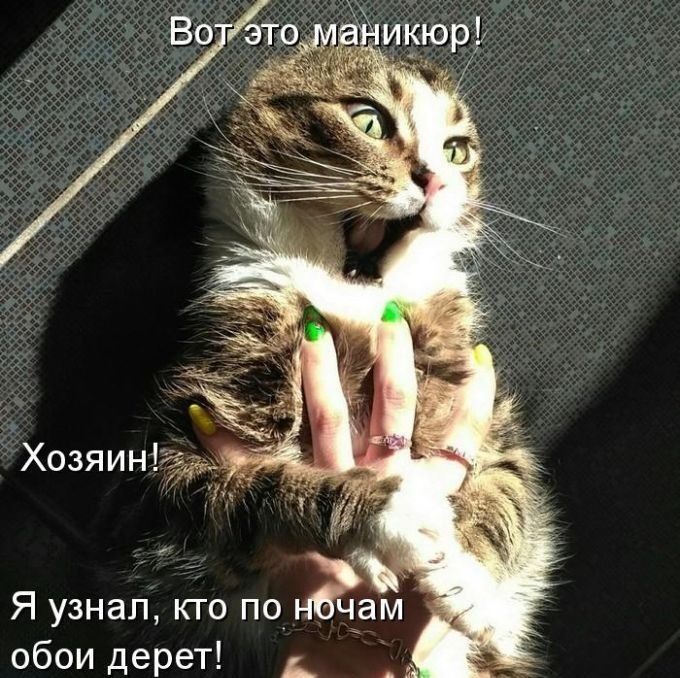 Я узнал кто по обои дерет