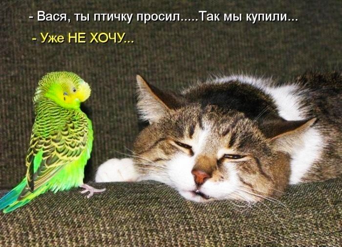 Так мы купили ТЫ ПТИЧКУ ПРОСИЛ Уже НЕ ХОЧУ Вася