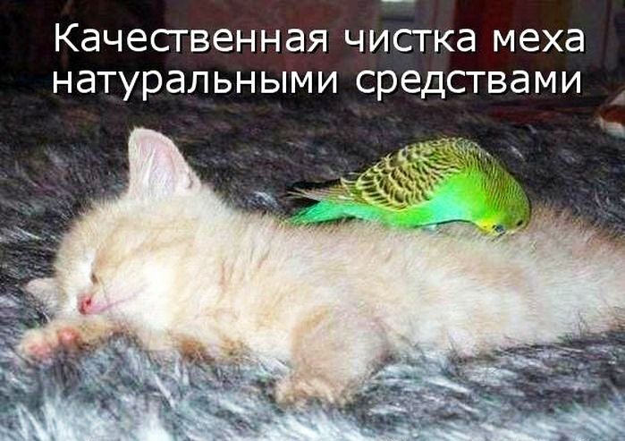 Качественная чистка меха натуральными средствами
