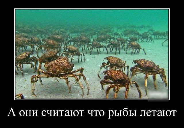 А они считают что рыбы летают