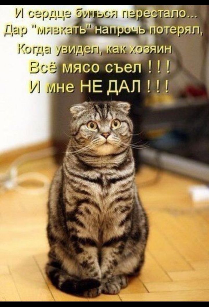 тёЁо отеряп мясо съел