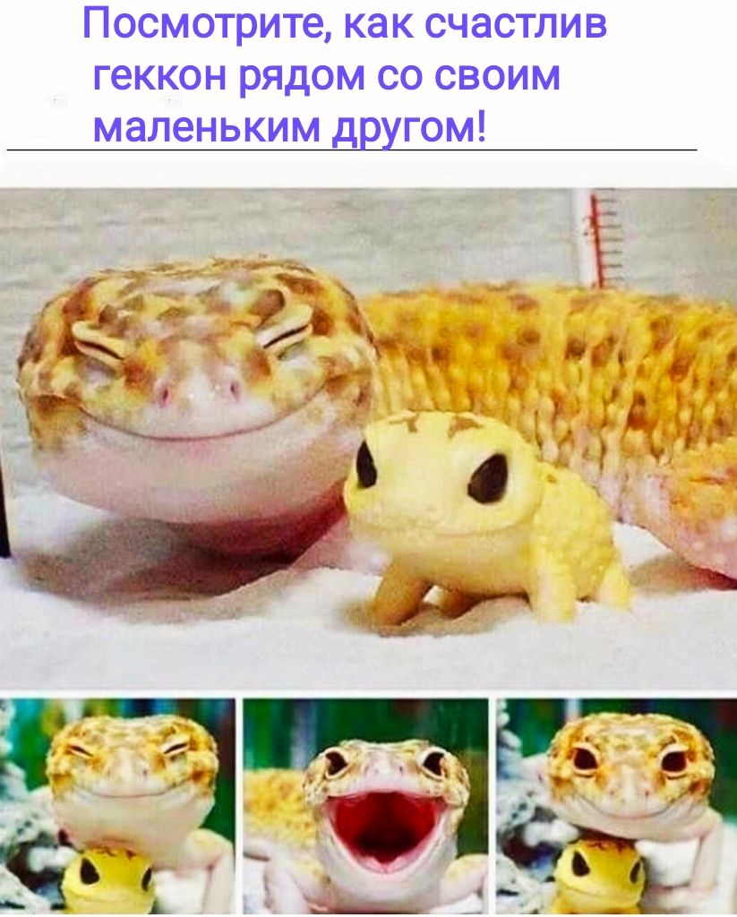 Посмотрите как счастлив геккон рядом со своим маленьким другом