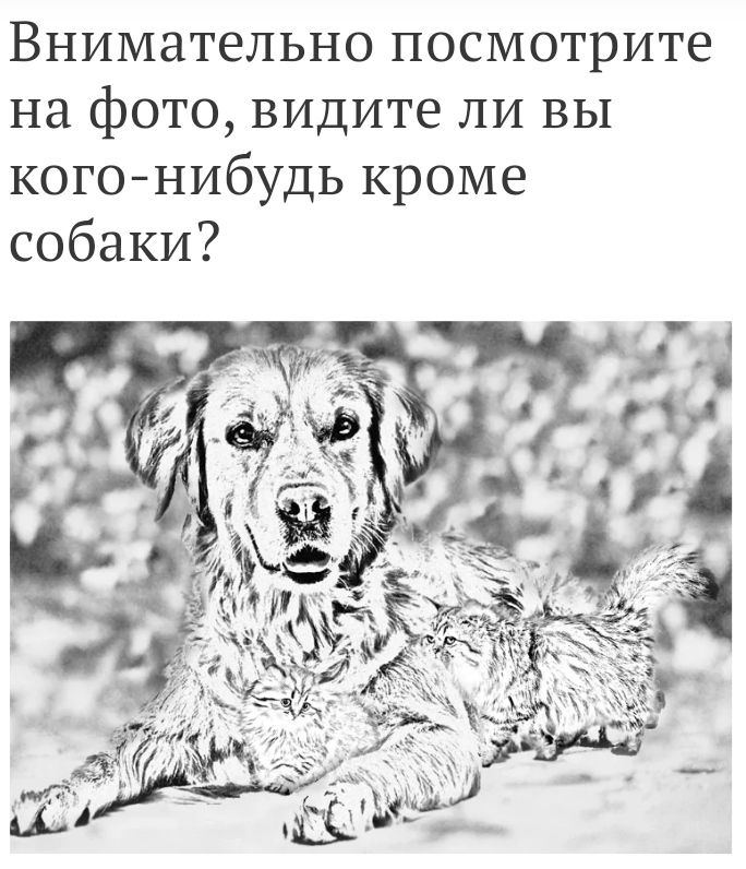 Внимательно посмотрите на фото видите ли ВЫ когонибудь кроме собаки