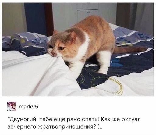 таги5 Двуногий тебе еще рано спатьі Как же ритуал вечернего жратвоприношения