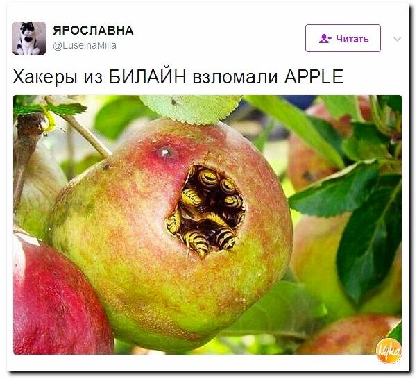 ЯРОСЛАВНА _ А ча а Хакеры из БИЛАЙН взпомапи АРР_Е