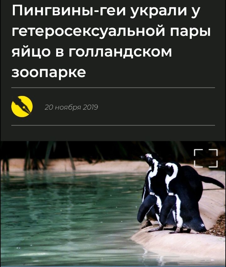 Пингвины геи украли у гетеросексуальной пары яйцо в голландском зоопарке 20 ноцбрд 2079