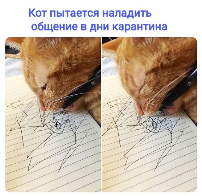 Кот пытается наладить общение в дни карантина _ Йт эчгч _