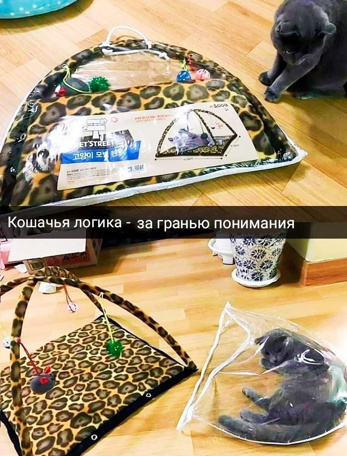 Я и Н а м и Н О П Ю Ь Н а 0 г а з _ Кошачья логика