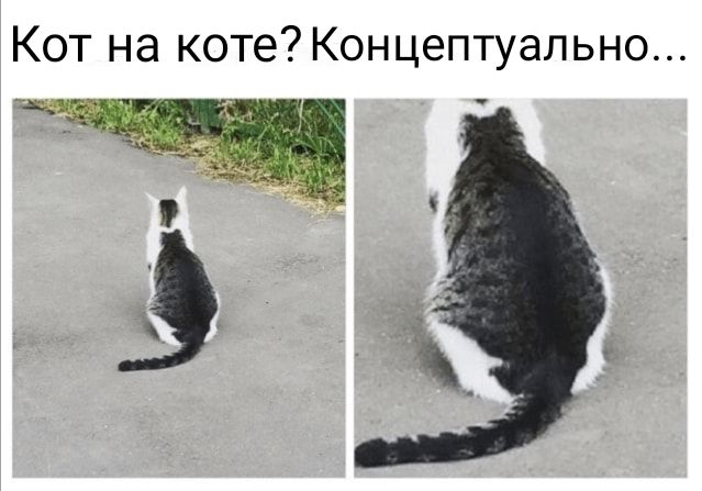 Кот на коте Концептуально