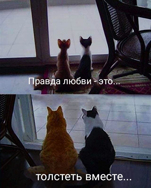 толстеть вмеёте