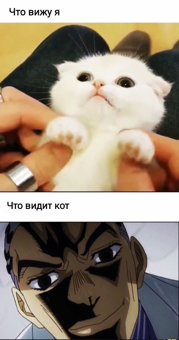 Что вижу я Что видит кот