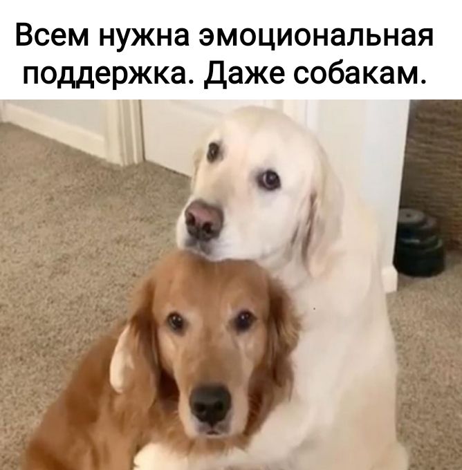 Всем нужна эмоциональная поддержка Даже собакам