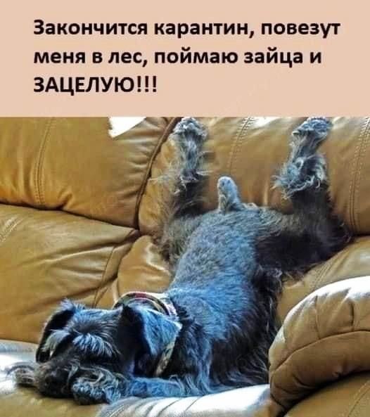 Закончится карантин повезут меня в лес поймаю зайца и ЗАЦЕЛУЮ У __ у