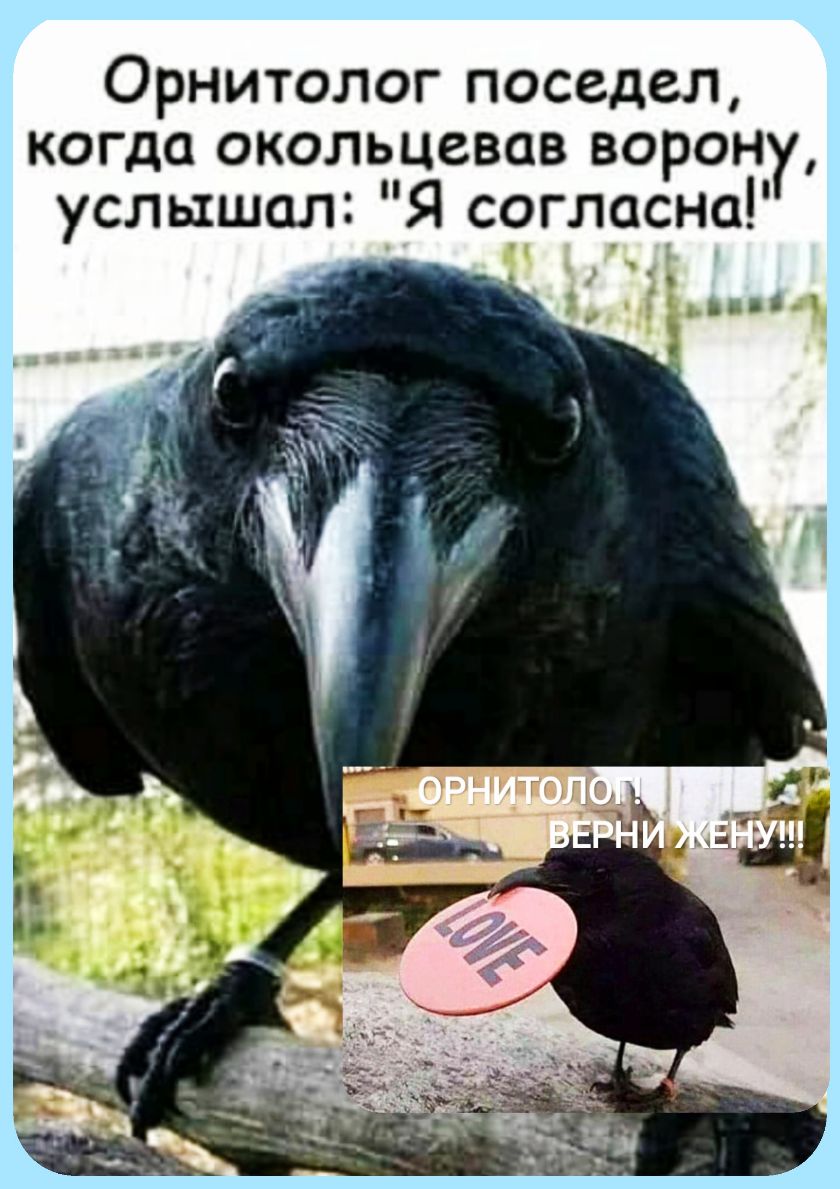 Орнитолог поседел когда окольцевав ворон услышал Я согласна