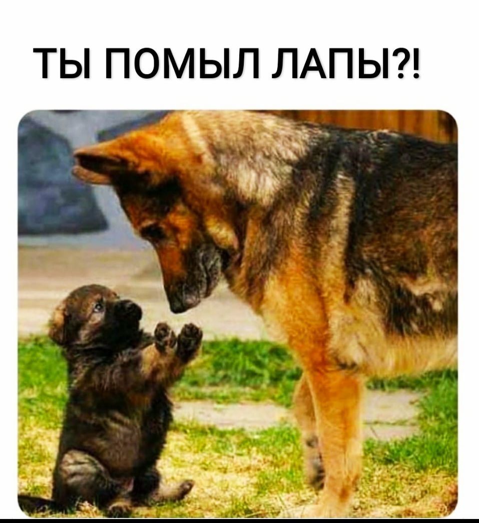 ТЫ ПОМЫЛ ЛАПЫ