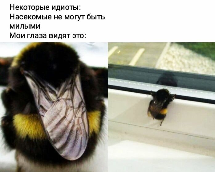 Некоторые ИдИОТЫ Насекомые не МОГУТ бЫТЬ МИЛЫМИ МОИ глаза ВИдЯТ ЭТО