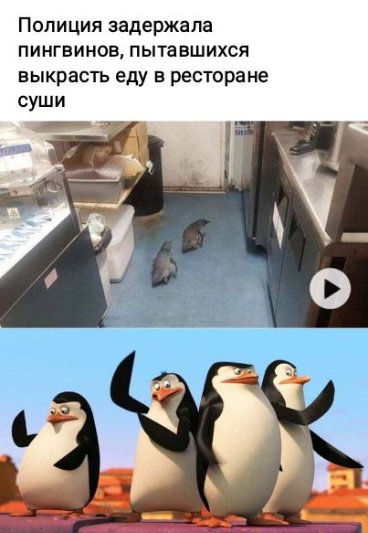 Полиция задержала пингвинов пытавшихся выкрасть еду в ресторане суши