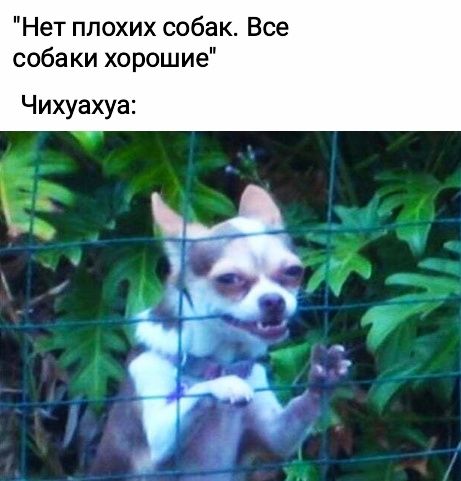 Нет плохих собак Все собаки хорошие Чихуахуа