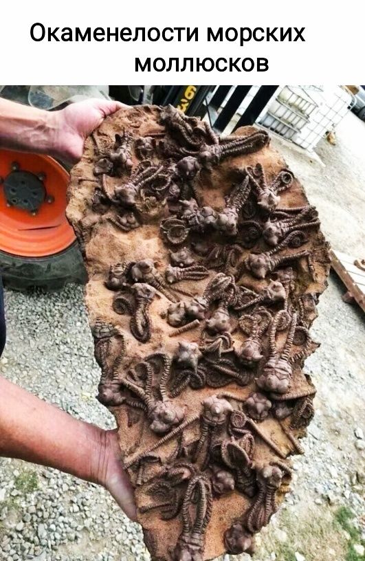 Окаменелости МОРСКИХ МОЛЛЮСКОВ