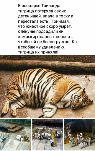 в зоопарке Таиланда гигрица погемла своик дегеиышей впала в тоску и перестала есгь Понимая чтживогиое скоро умреп опекуны подсадипи ей эамаскированнык поросяг чтбы ей не было грусгио Ко всеобщемуУдивиеко гигрица ихприипла