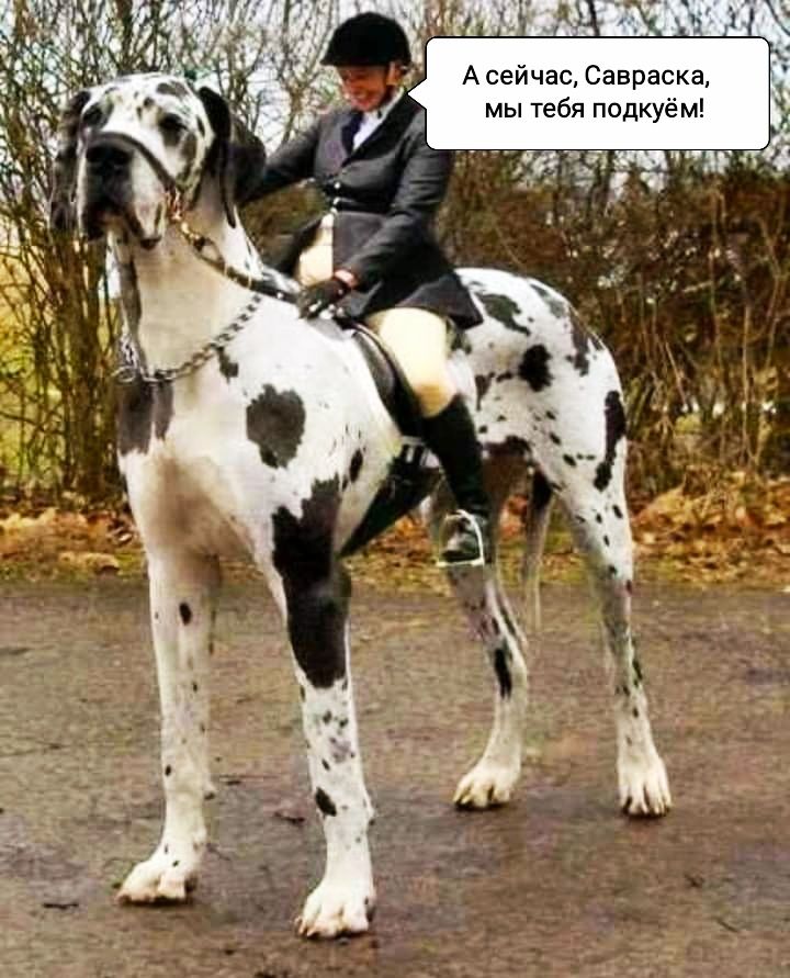 А сейчас Савраска мы тебя подкуё м ад эшаг