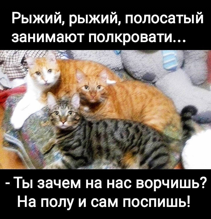 Рыжий рыжий полосатый занимают полкровати Ты зачем на нас ворчишь На полу и сам поспишь
