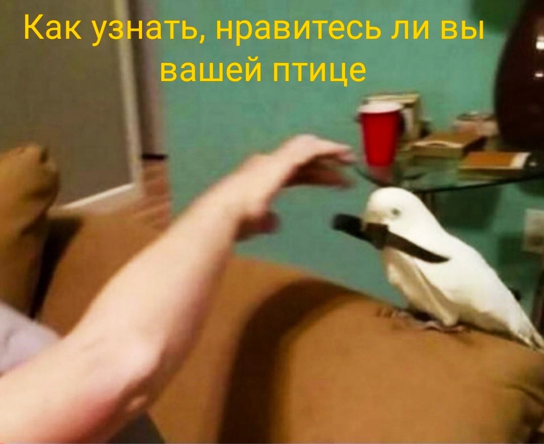 нравитесь ли в _вашей птице