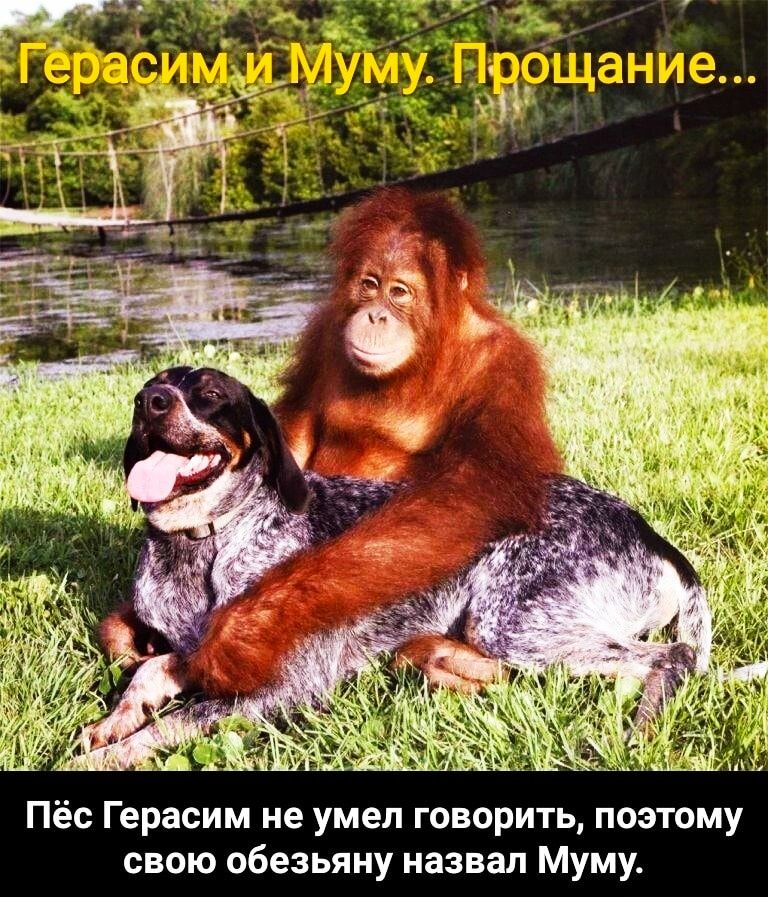Пёс Герасим не умел говорить поэтому свою обезьяну назвал Муму