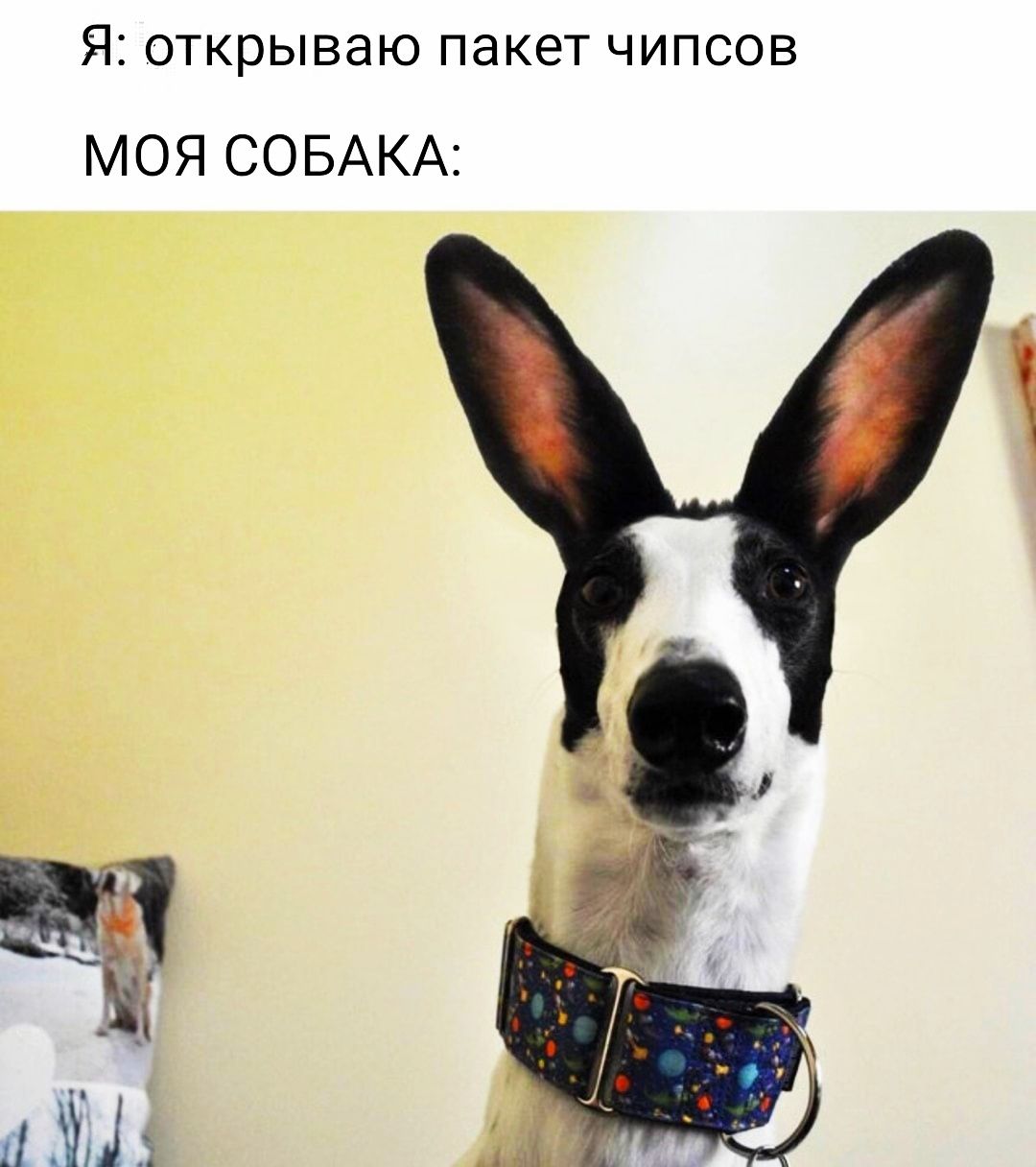 Я ОТКРЫВЭЮ пакет ЧИПСОВ МОЯ СОБАКА