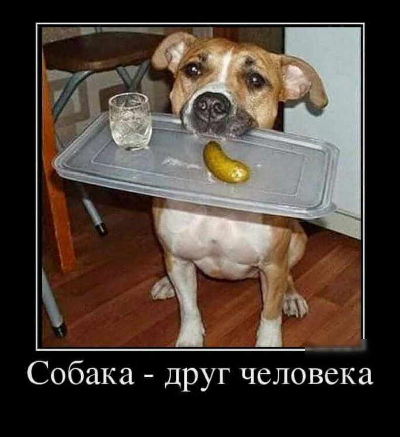 Собака друг человека