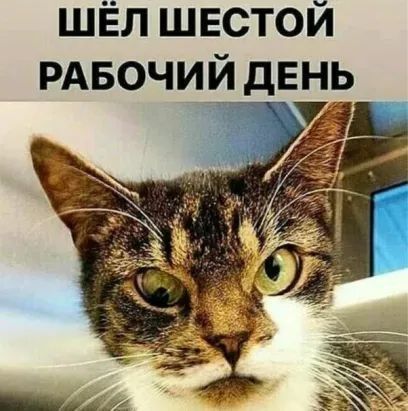 шЁл шестой РАБОЧИИ день