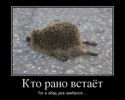 Кто рано встаёт Ти в пеед уже пебапся