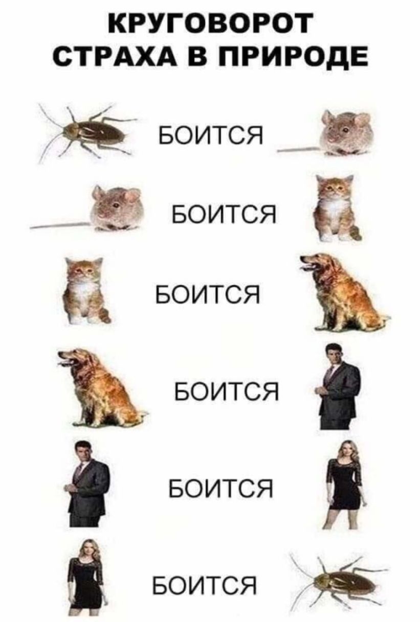 КРУГОВОРОТ СТРАХА В ПРИРОДЕ ёё БОИТСЯ ц _ БОИТСЯ БОИТСЯ БОИТСЯ БОИТСЯ і_ БОИТСЯ