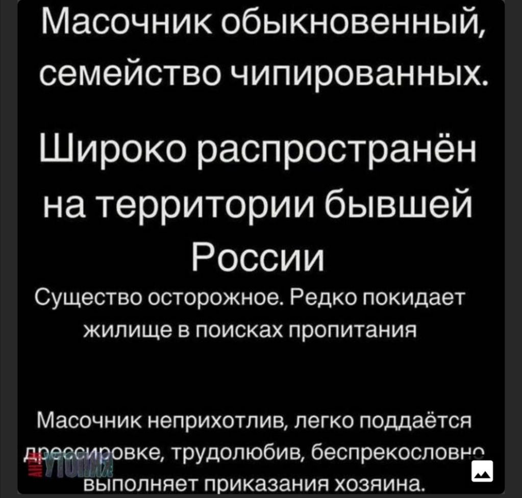 Масочник обыкновенный семейство чипированных Широко распространён на территории бывшей России Существо осторожное Редко покидает жилище в поисках пропитания Масочник неприхотлив легко поддаётся дрессировке трудолюбие беспрекословно выполняет приказания хозяина