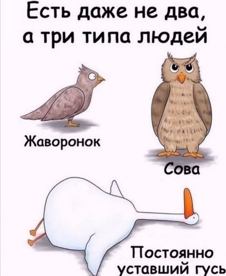 Есть даже не два а три ти по люцей Жаворонок Постоянно уставшим гусь