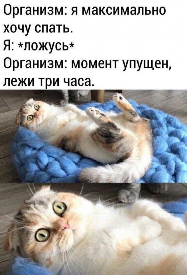 Организм я максимально хочу спать Я ложусь Организм момент упущен лежи три час