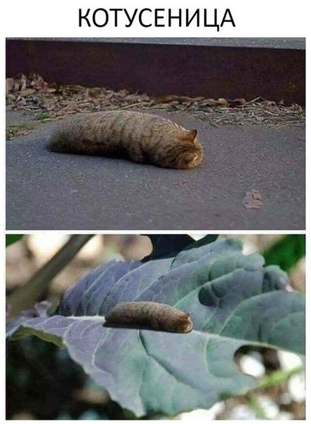КОТУСЕН И ЦА