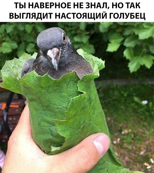 ТЫ НАВЕРНОЕ НЕ ЗНАЛ НО ТАК ВЫГЛЯДИТ НАСТОЯЩИЙ ГОЛУБЕЦ