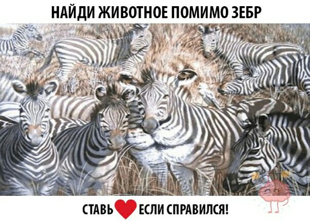 найдчживотнргп і