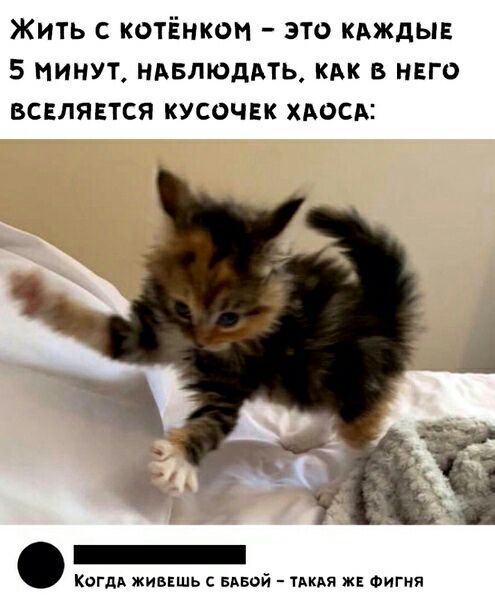Жить с котёнкоп это кдждыв 5 минут ндвлюддть кдк в него вселяется кусочек хдосд Когдд живвшь мной ТАКАЯ жв Фигня