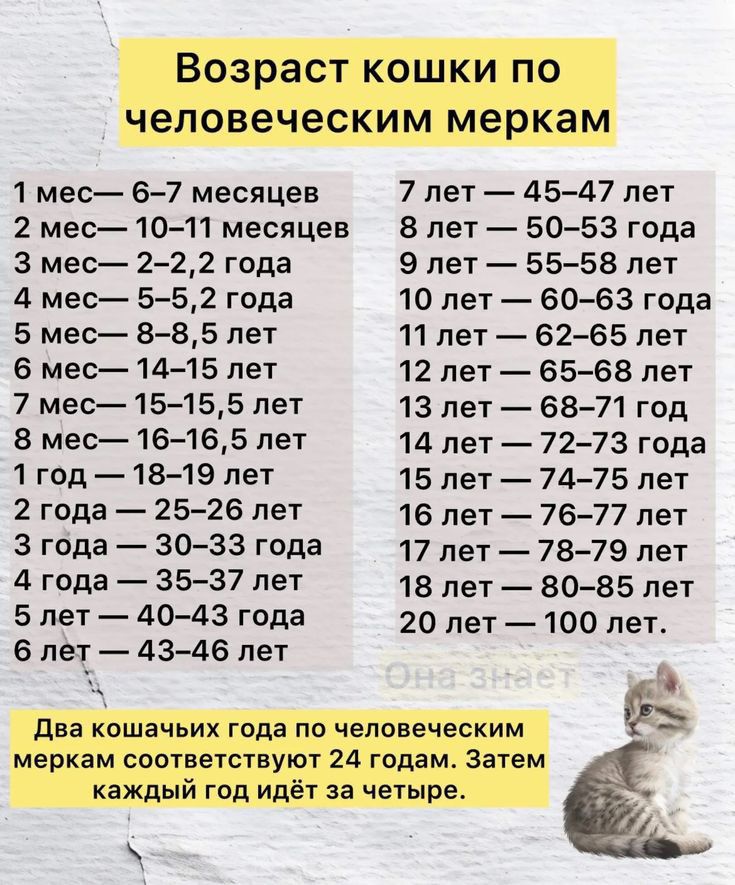 Возраст кошки по человеческим меркам
1 мес — 6–7 месяцев
2 мес — 10–11 месяцев
3 мес — 2–2,5 года
4 мес — 5–5,2 года
5 мес — 8–8,5 лет
6 мес — 14–15 лет
1 год — 15–16 лет
2 года — 24–25 лет
3 года — 28–30 лет
4 года — 32–35 лет
5 лет — 36–40 лет
6 лет — 43–46 лет
7 лет — 45–47 лет
8 лет — 50–53 года
9 лет — 55–58 лет
10 лет — 62–65 лет
11 лет — 67–68 лет
12 лет — 72–75 лет
13 лет — 76–78 лет
14 лет — 79–83 лет
15 лет — 85–88 лет
16 лет — 100 лет

Два кошачьих года по человеческим меркам соответствуют 24 годам. Затем каждый год идёт за четыре.