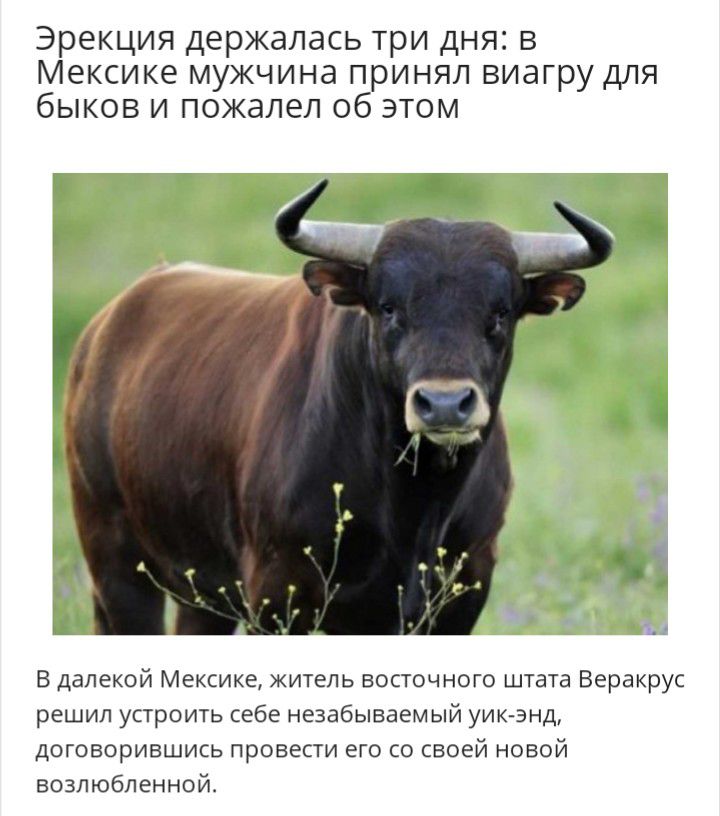 Эрекция держалась три дня в Мексике мужчина принял виагру для быков и пожалел об этом В далекой Мексике житель восточного штата Веракрус решил устроить себе незабываемый уик анд договорившись провести его со своей новой возлюбленной