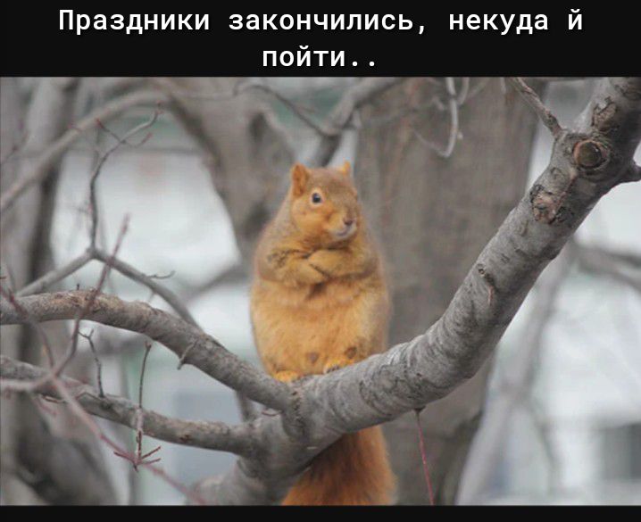 Праздники закончились некуда й