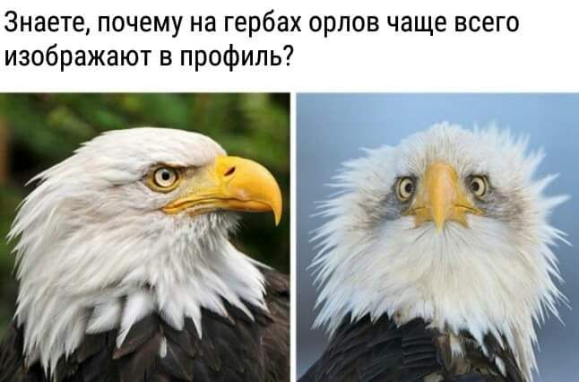 Знаете почему на гербах орлов чаще всего изображают в профиль