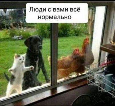 Люди с вами всё нормально _