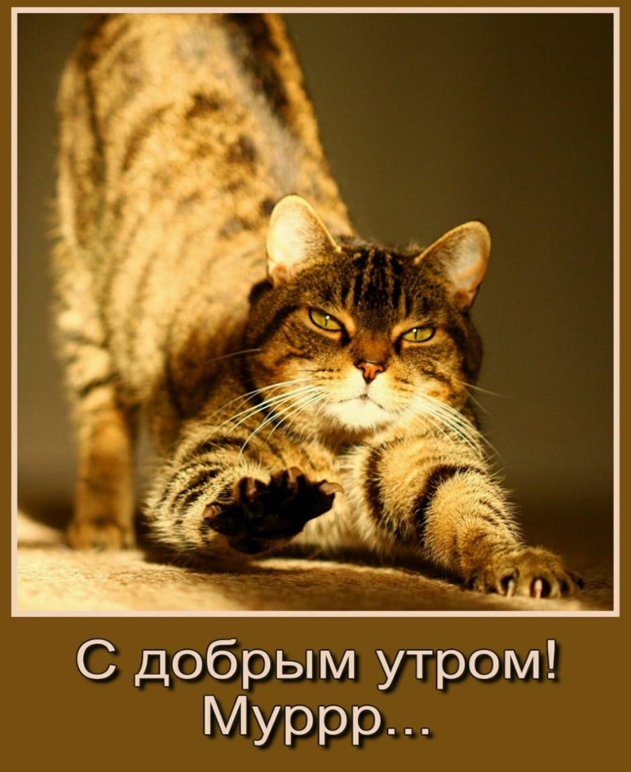 С добрым утром Муррр