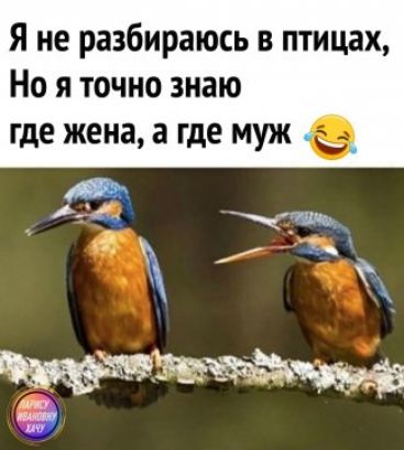 Я не разбираюсь в птицах Но я точно знаю где жена а где муж