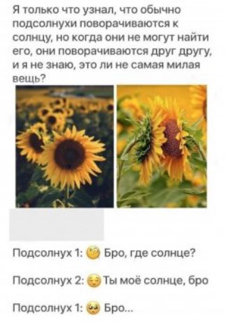 я Юлька чт узнаш что обычно подсолнухи поворачиваются солнцу но когда они не могут найти его вни поворачиваются друг друГу и я не знаю это ли не самая милая вещь Подсолнух 1 Бра где солнце Попсамух 2 Ты мае сопице бро Подсопцухт Бра