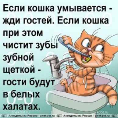 Если кошка умывается жди гостей Если кошка при этом чистит зубь зубной щеткой